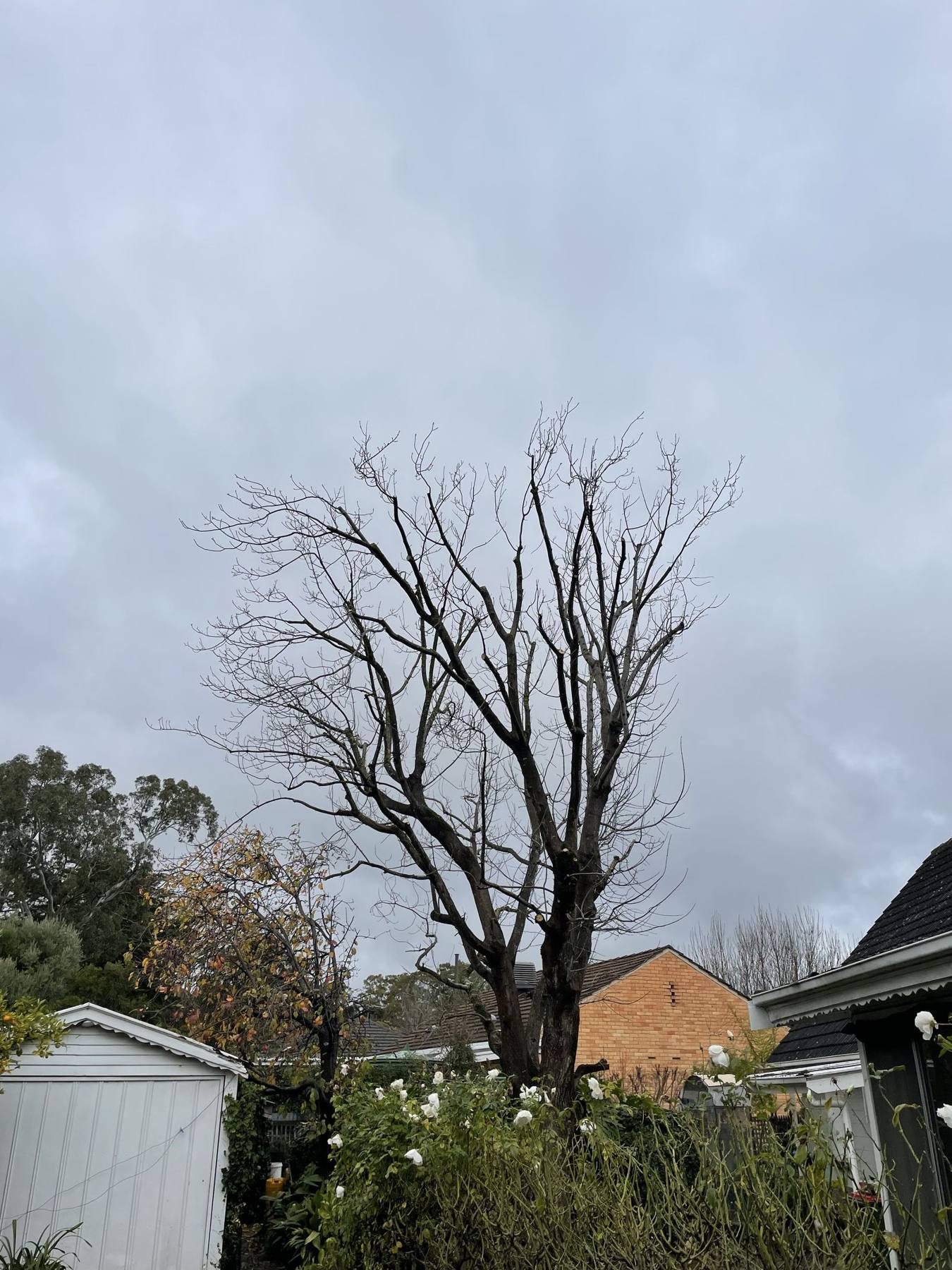 The same tree after reduction pruning, crown reshaped back to sound growth points