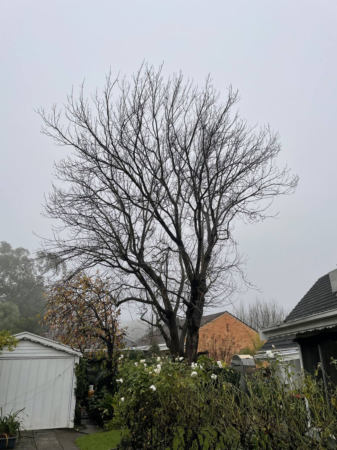 Bare winter tree with a dense, congested crown before reduction pruning