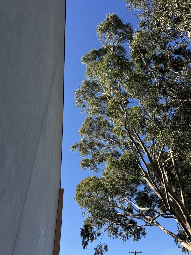 The same gum pruned well clear of the commercial building
