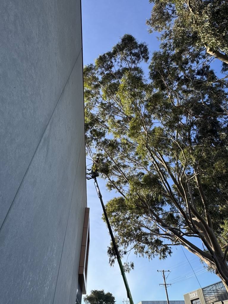 Gum tree overhanging a commercial building before pruning