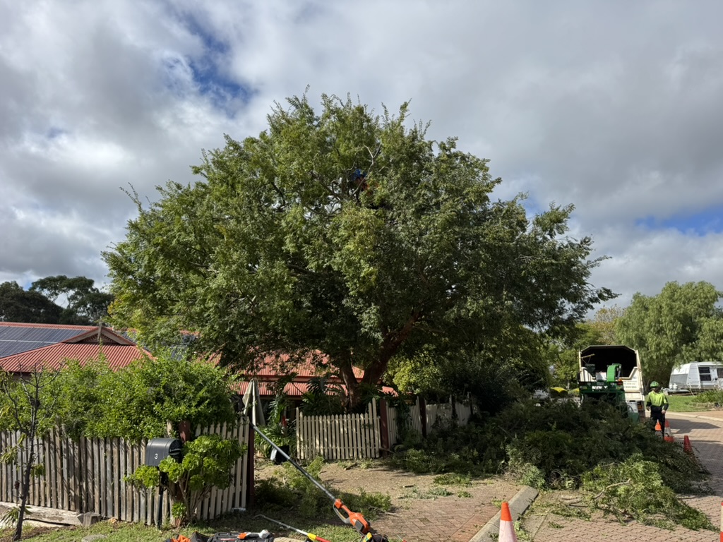 Tree after pruning