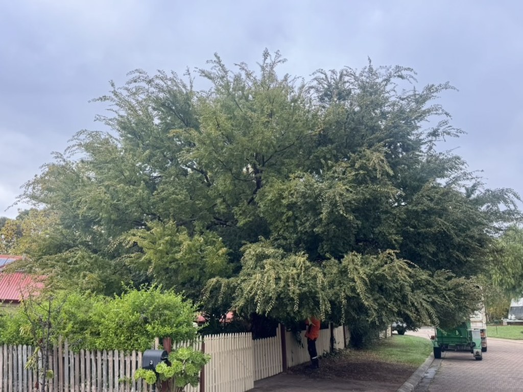 Tree before pruning