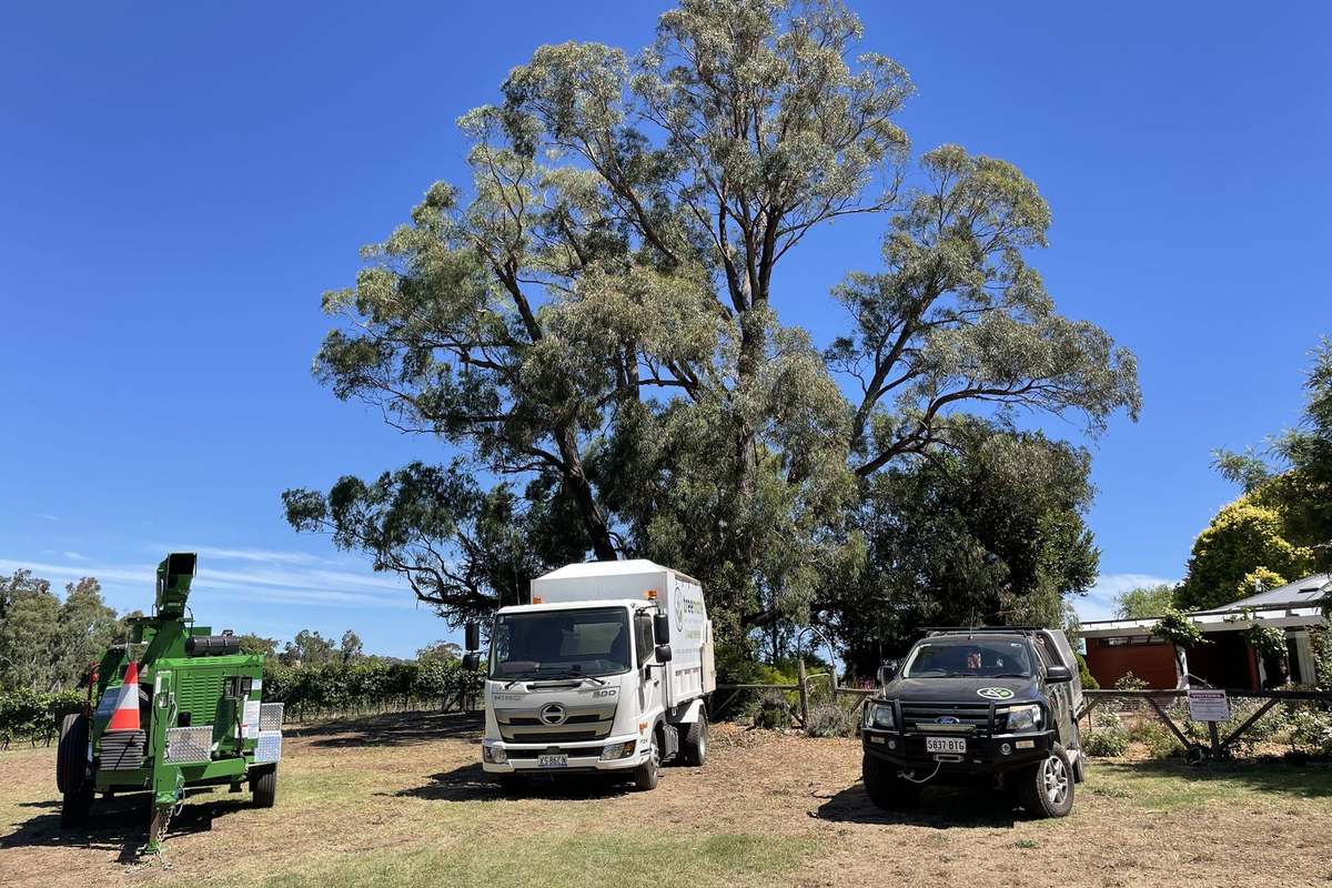 The same gum after pruning — Treemate crew and chipper on site