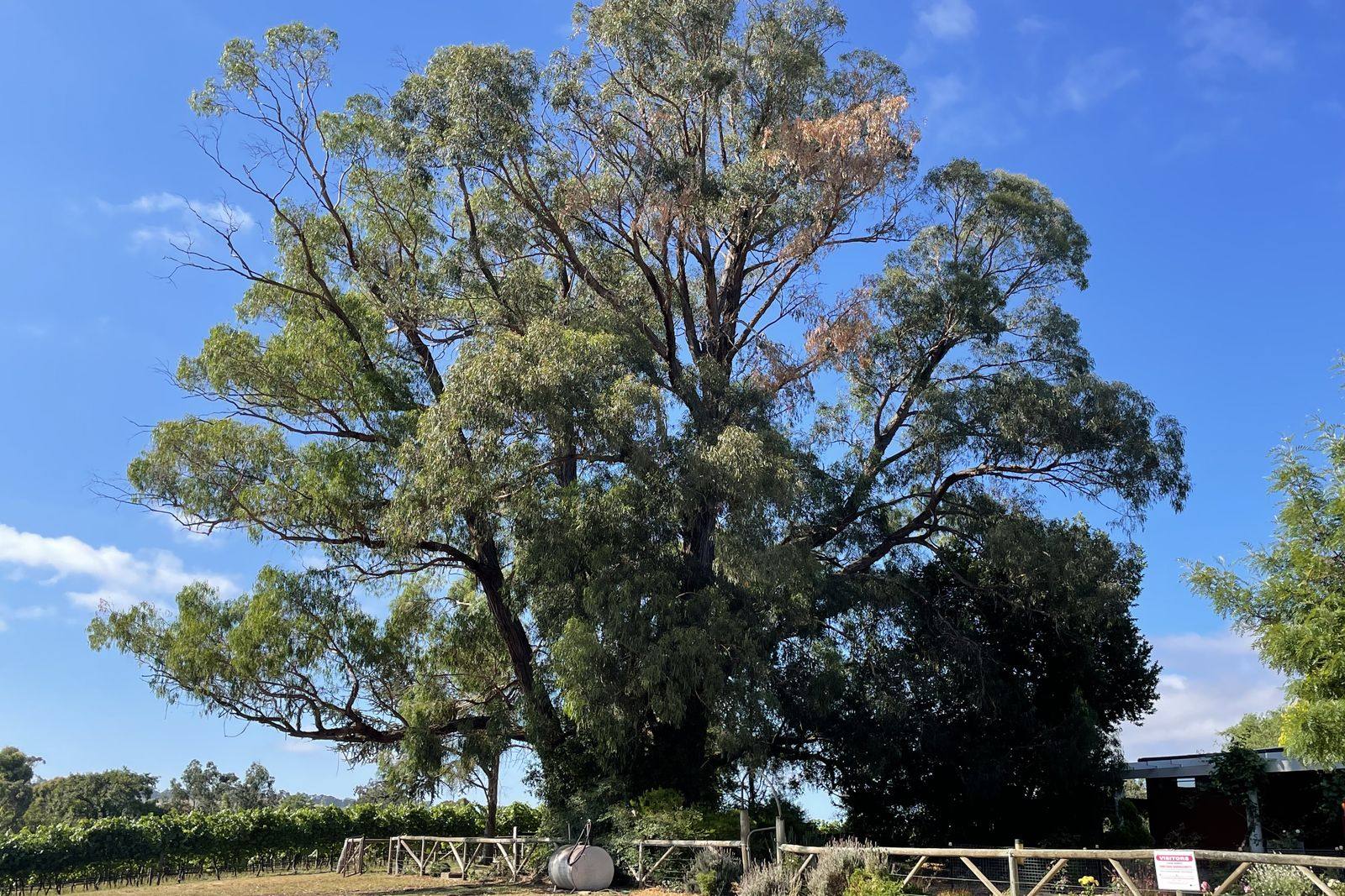 Large vineyard gum before deadwood removal and canopy thinning