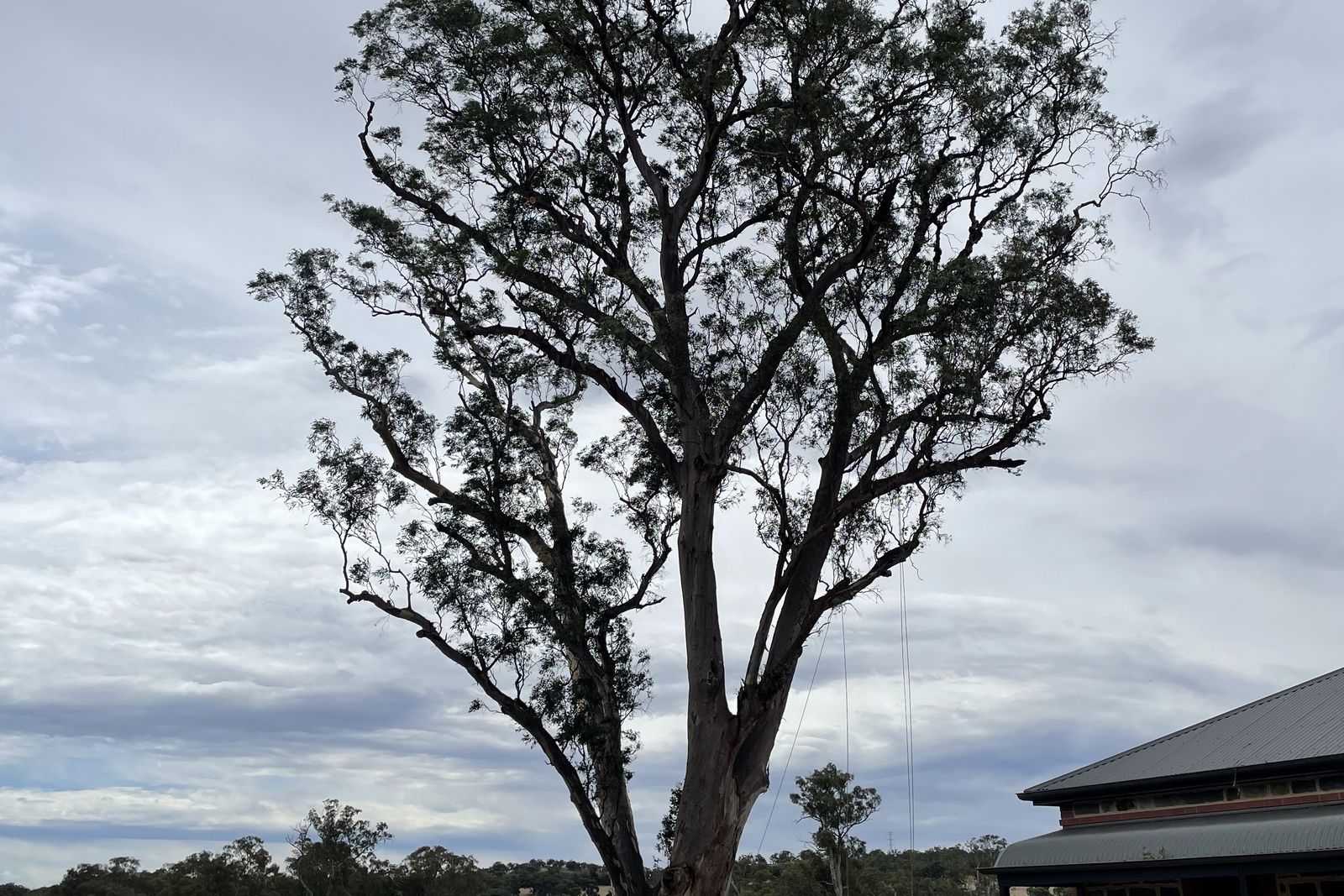 Tree after pruning