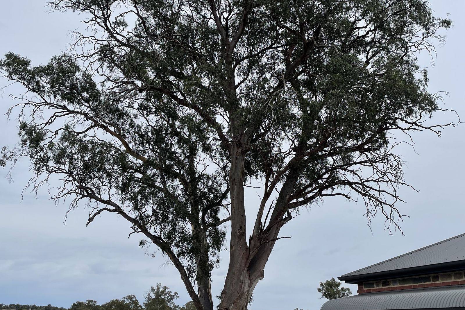 Tree before pruning