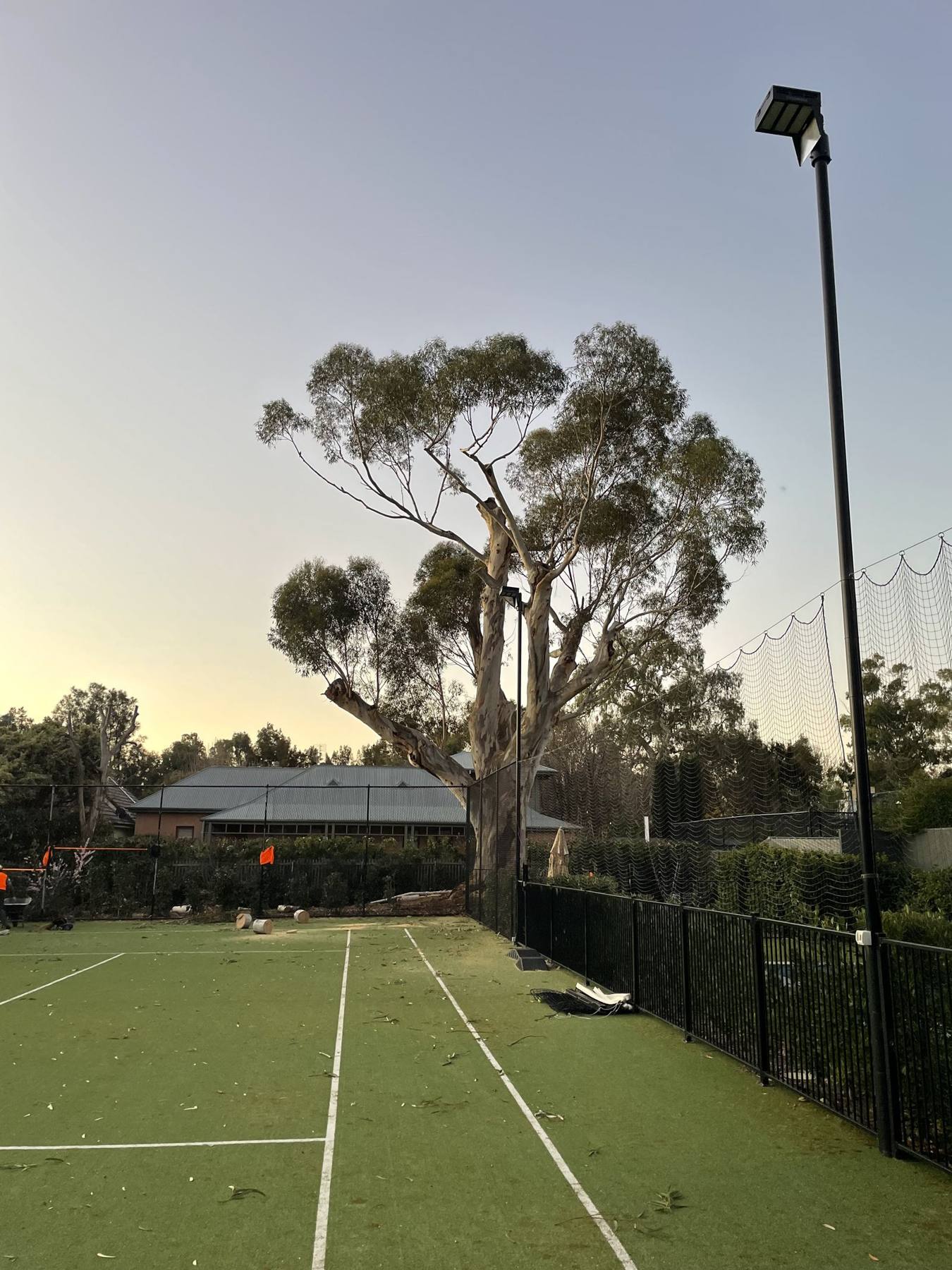 The same gum after reduction pruning, lifted clear of the tennis court