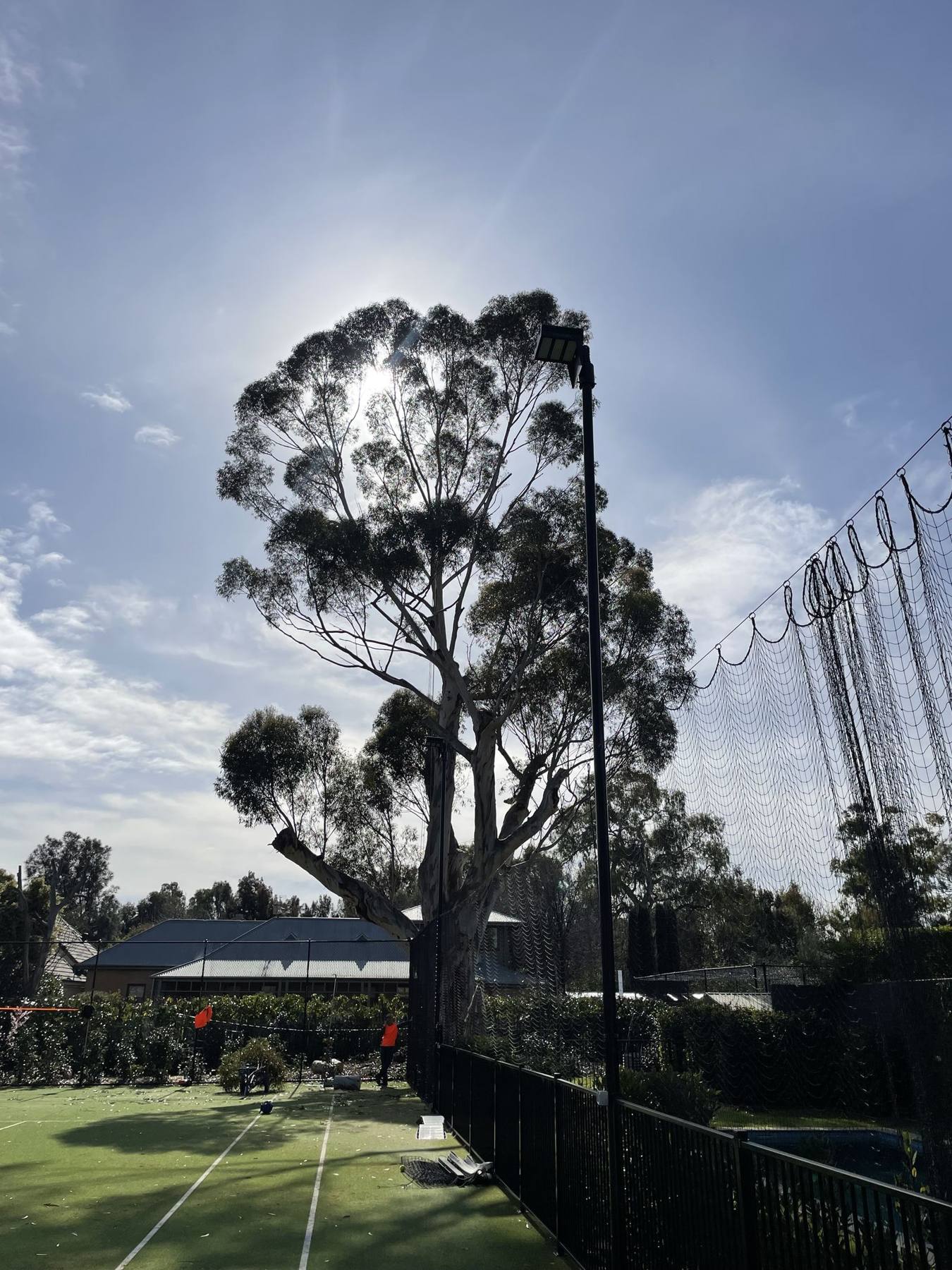 Gum tree with a full canopy overhanging a tennis court before pruning