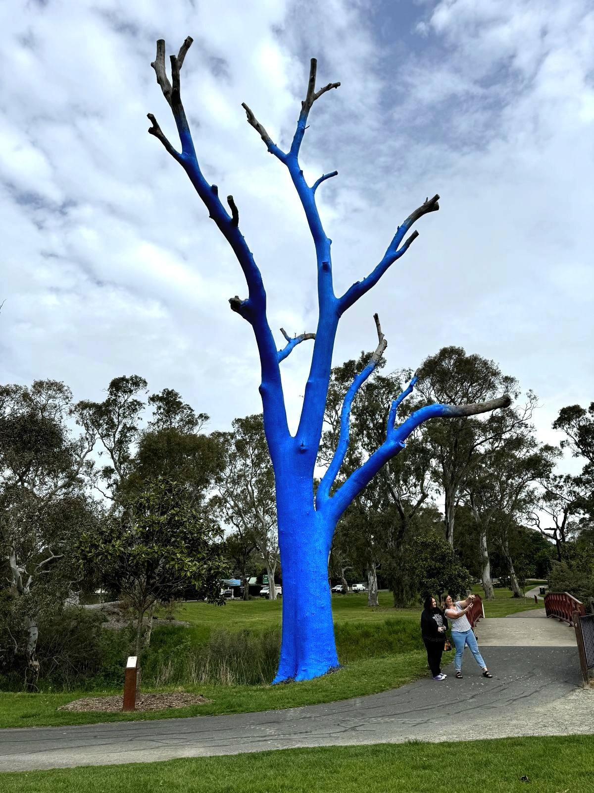 The finished Blue Tree at Mount Barker — visitors stopping for a photo