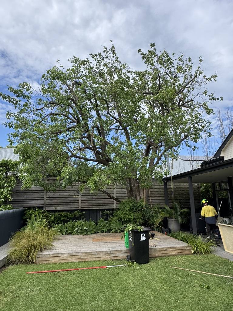 Crown reduction pruning — reducing height and spread while maintaining natural form