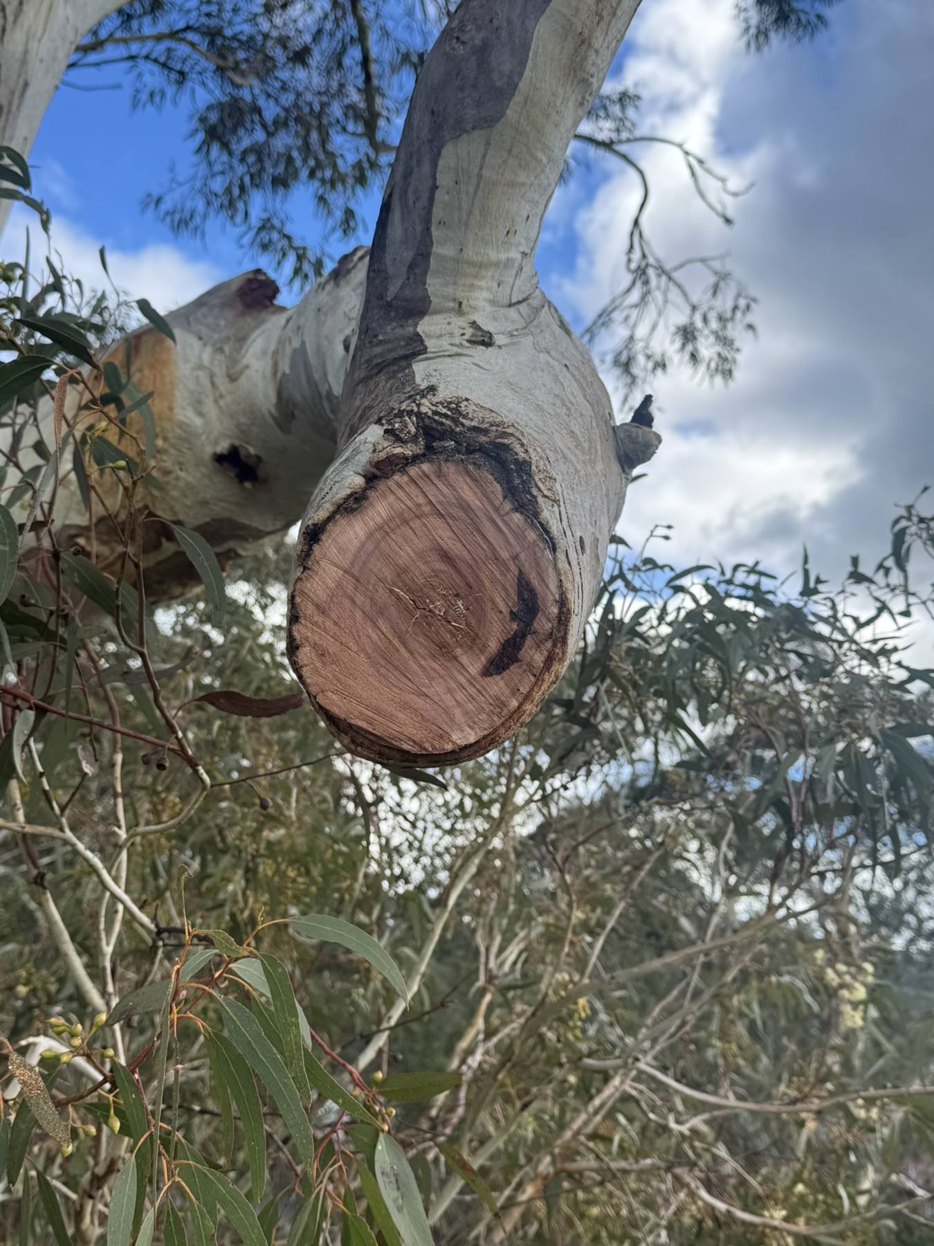 Deadwood removal from a mature tree — removing dead and hazardous branches