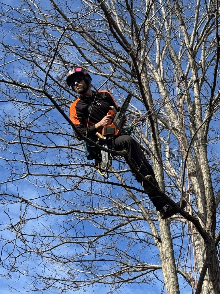 Treemate arborist pruning a branch high in a tree