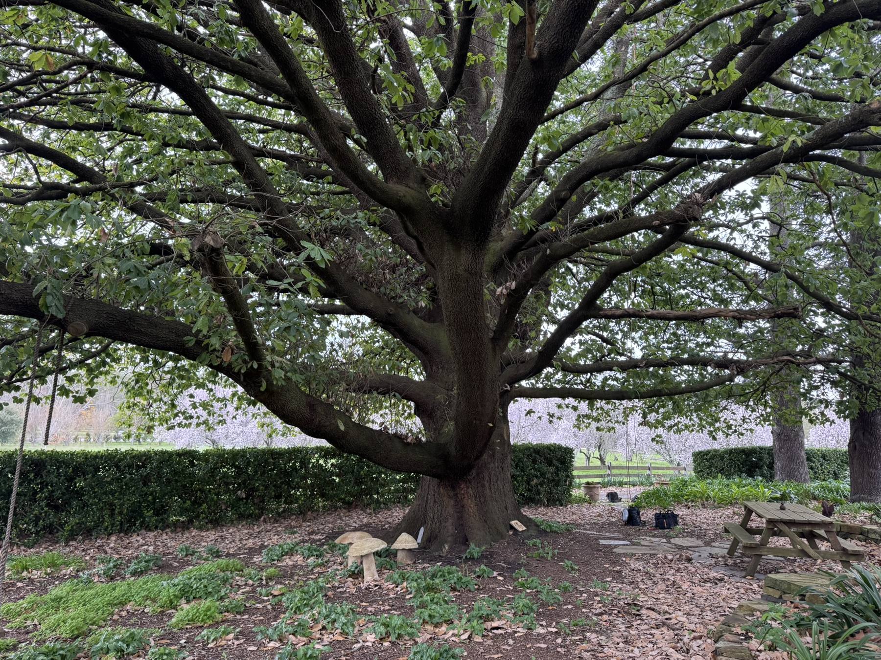 Large significant oak tree in an Adelaide Hills garden, cared for by Treemate