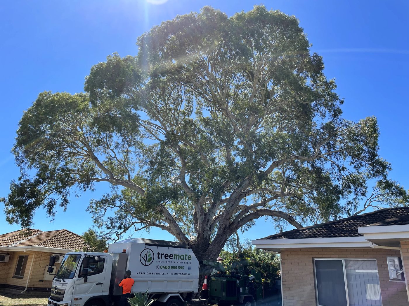 A magnificent river red gum arching over two homes, Treemate truck and chipper on site