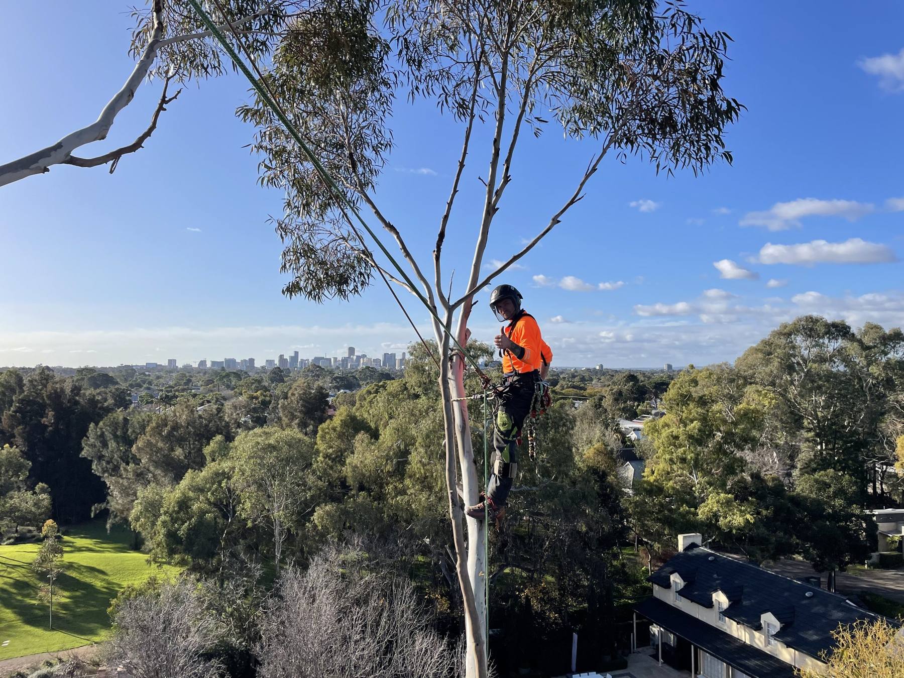 Treemate arborist high in a gum tree with the Adelaide city skyline behind