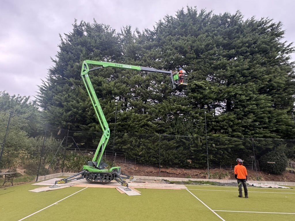 Treemate's Leguan 225 spider lift trimming a giant cypress hedge above a tennis court