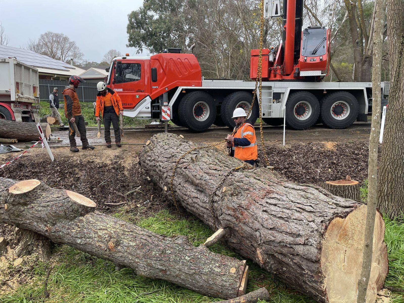 Treemate crew and crane with large removed logs on site